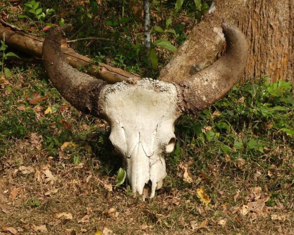(3.) Foto-Impressionen zu: Reiseangebote Periyar
