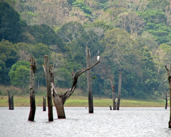 (1.) Foto-Impressionen zu: Reiseangebote Periyar