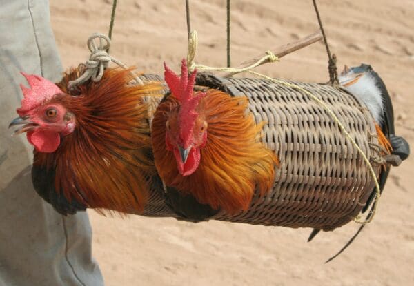 (8.) Foto-Impressionen zu: